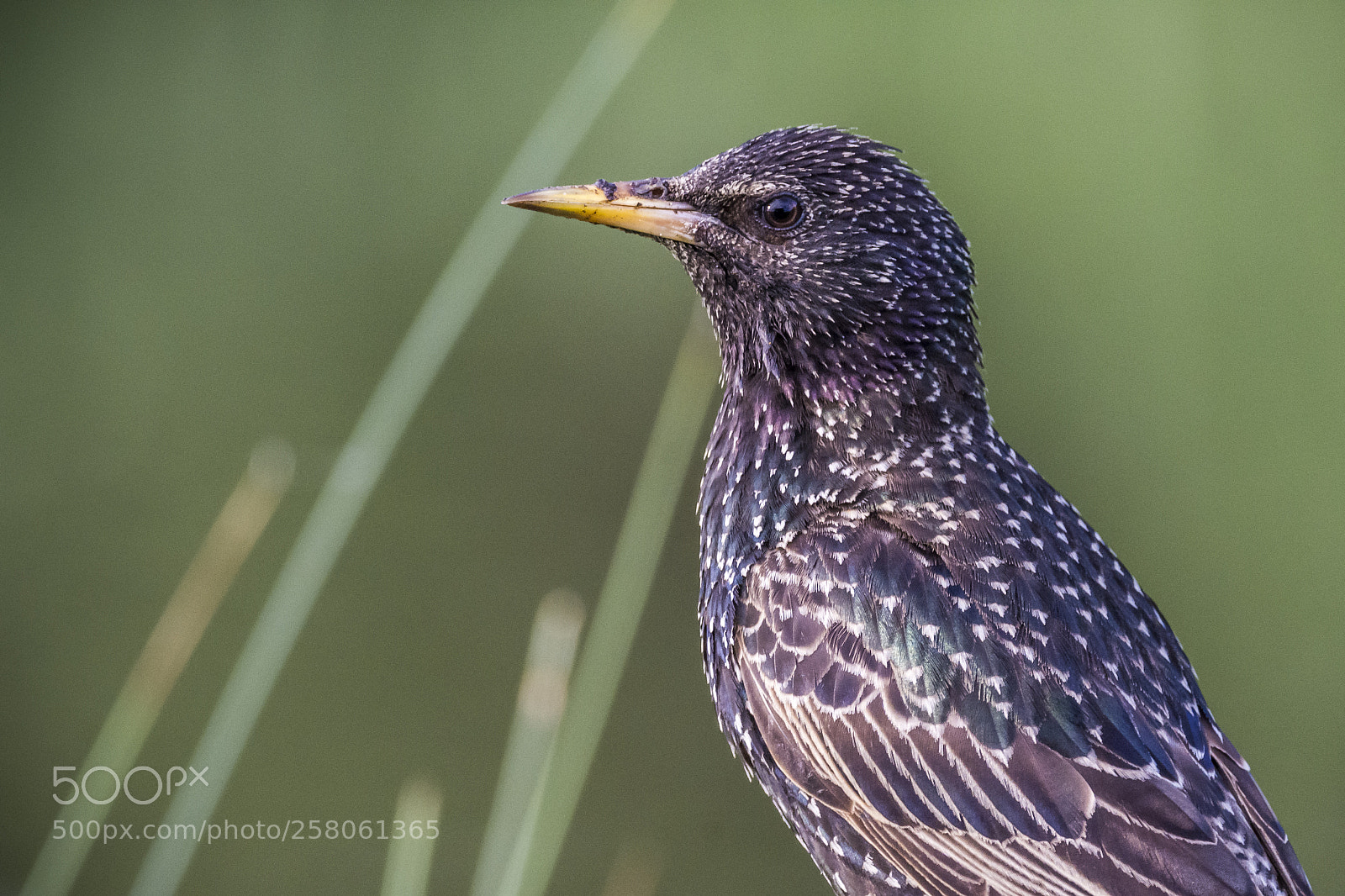 Nikon D7200 sample photo. Common starling - sereg photography