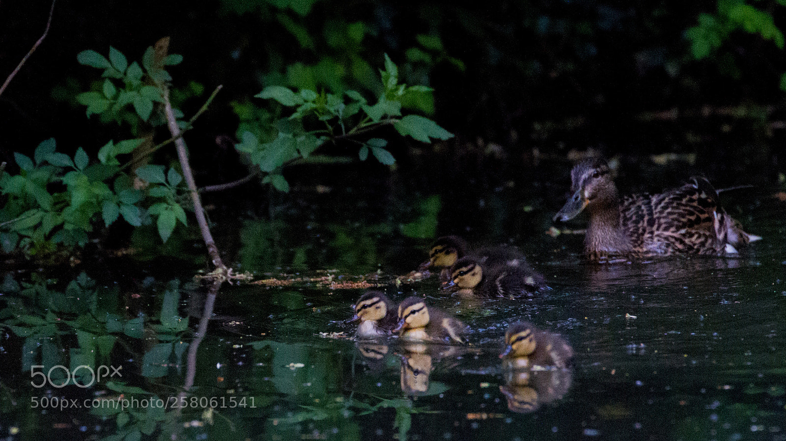 Canon EOS 7D sample photo. Mallard ducklings photography