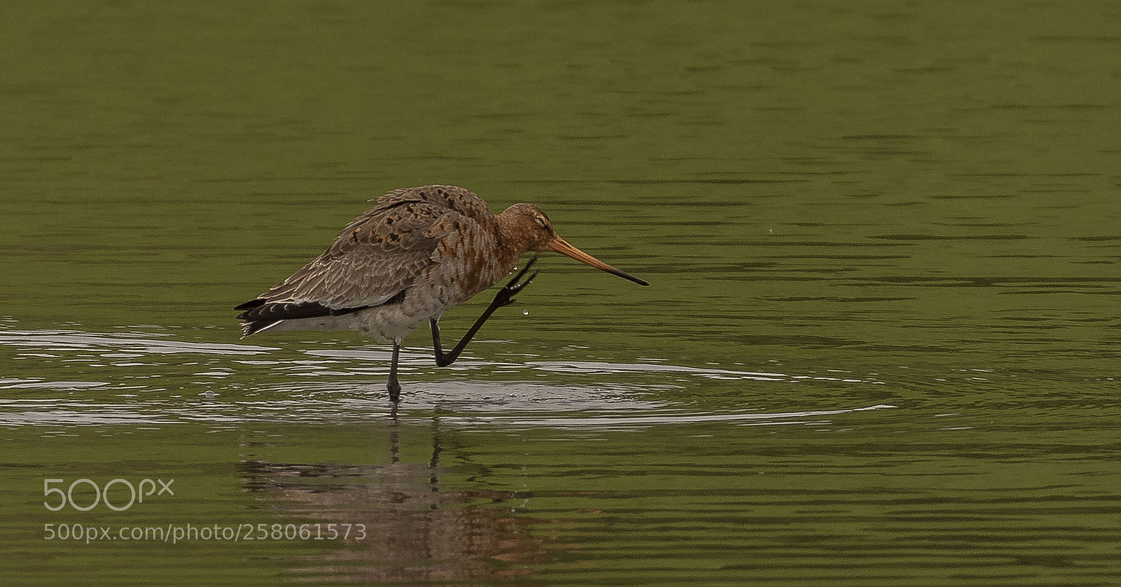 Canon EOS 7D Mark II sample photo. Black tailed godwit photography