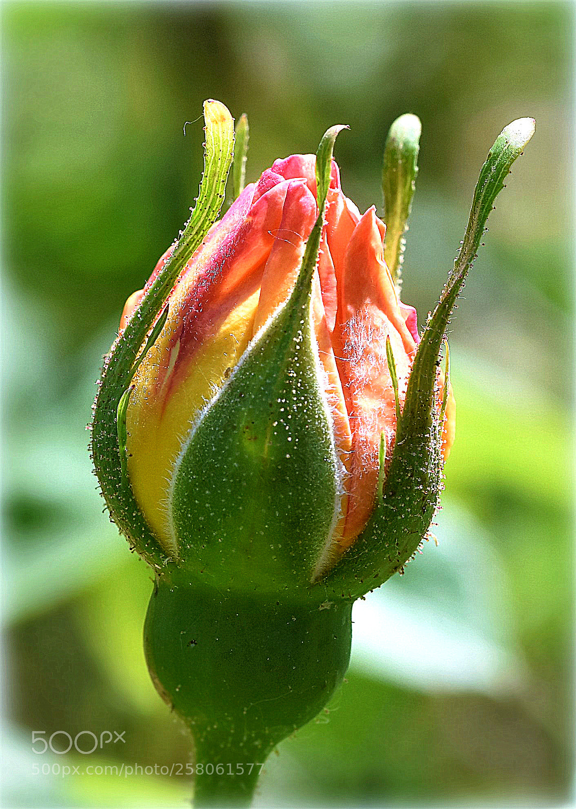 Nikon D810 sample photo. "give of natur" photography