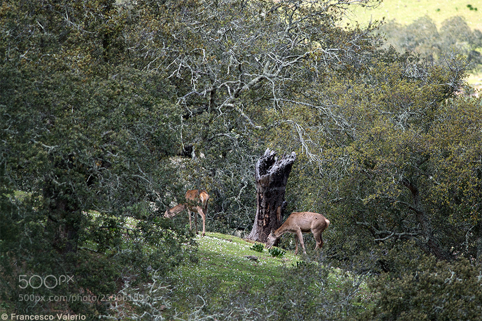 Nikon D800 sample photo. Cervus elaphus - red photography