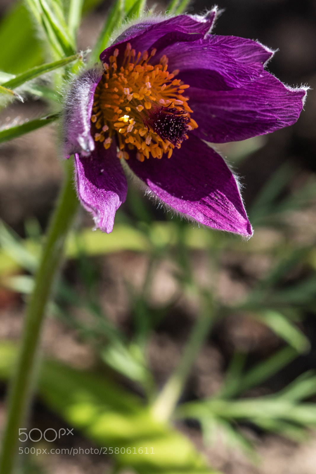 Canon EOS 7D Mark II sample photo. Pulsatilla vulgaris photography