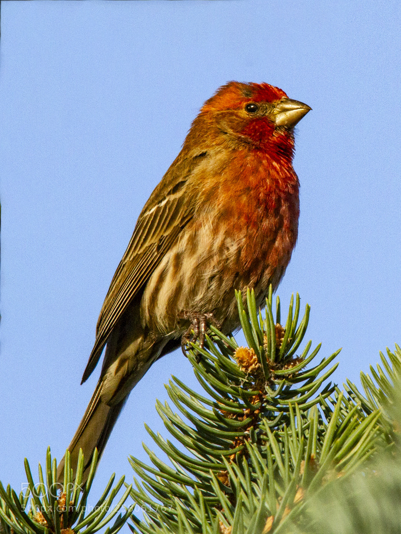 Canon EOS 7D sample photo. Male house finch photography
