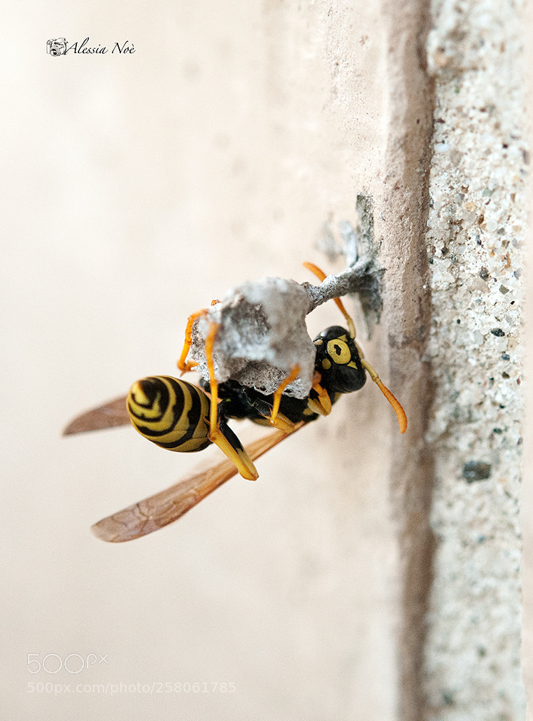 Nikon D300 sample photo. Vespa photography