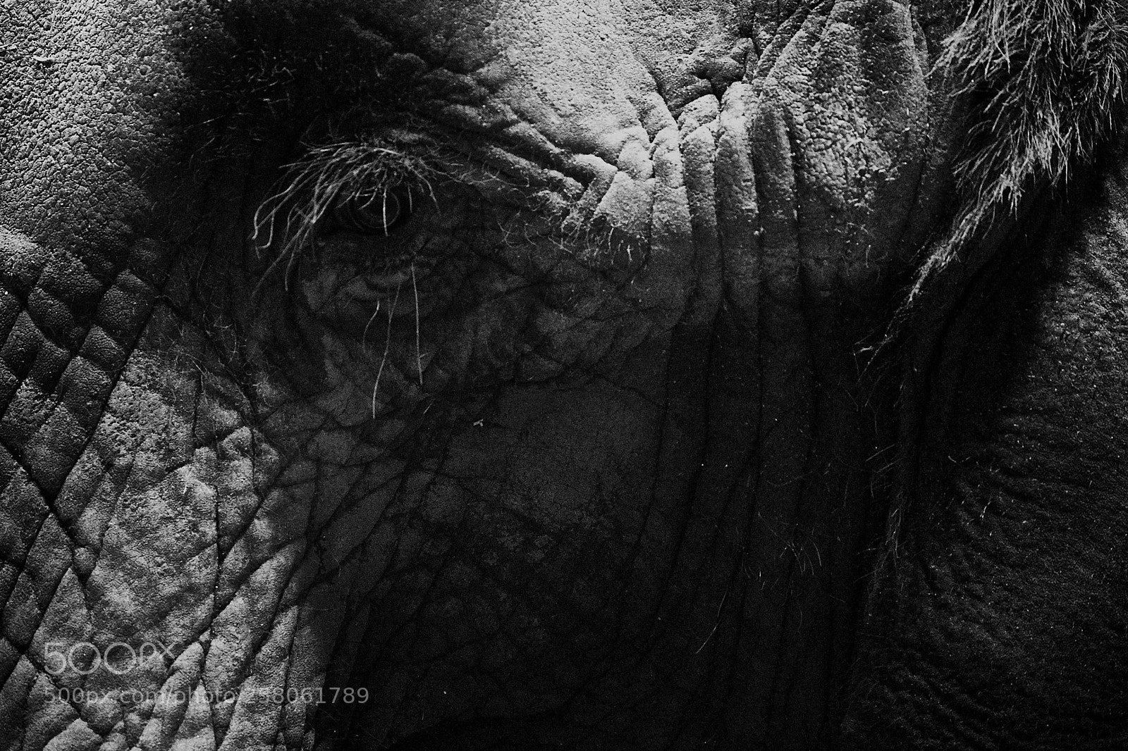 Canon EOS 5D Mark IV sample photo. Auge in auge photography