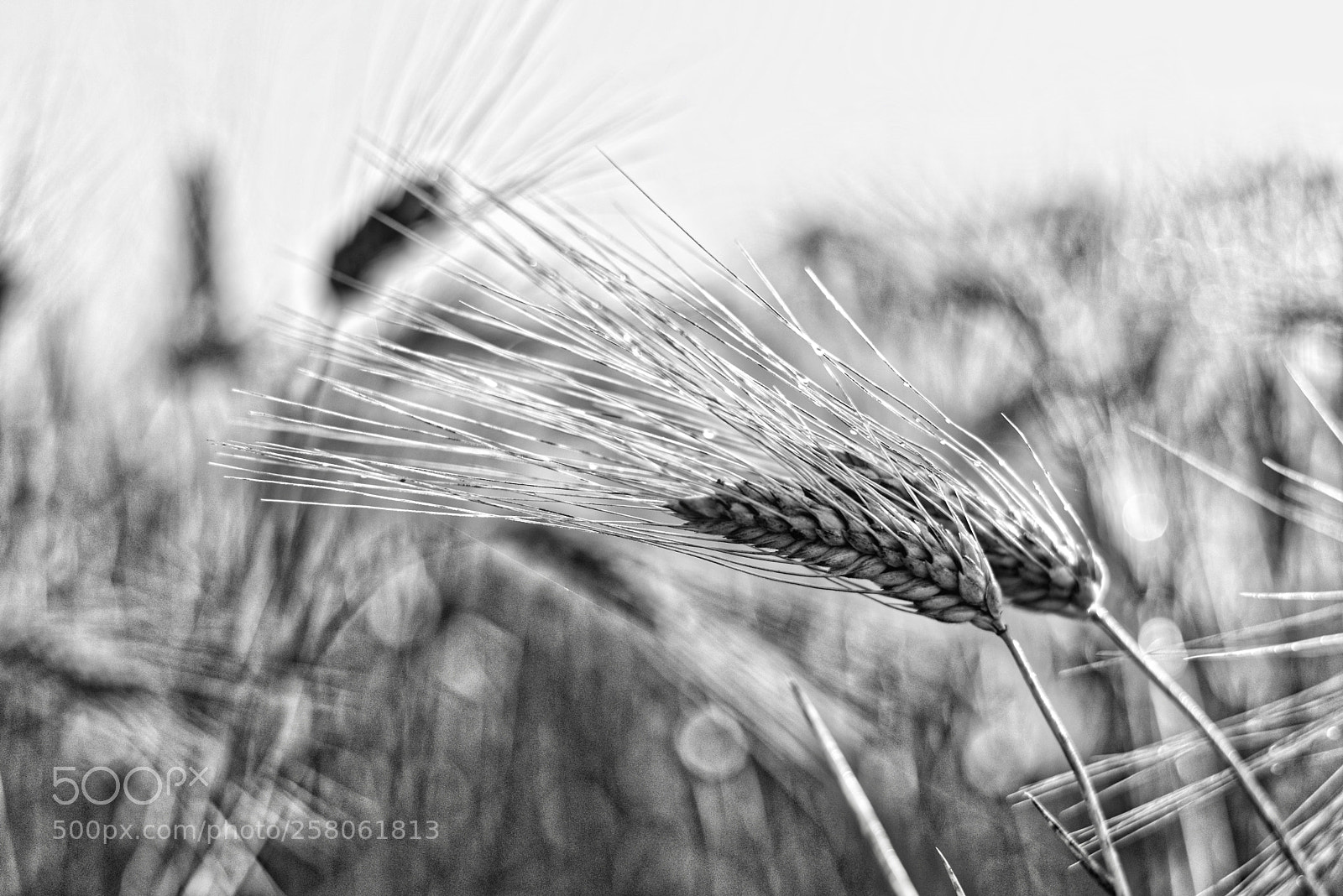 Nikon D600 sample photo. Ear in black&white photography
