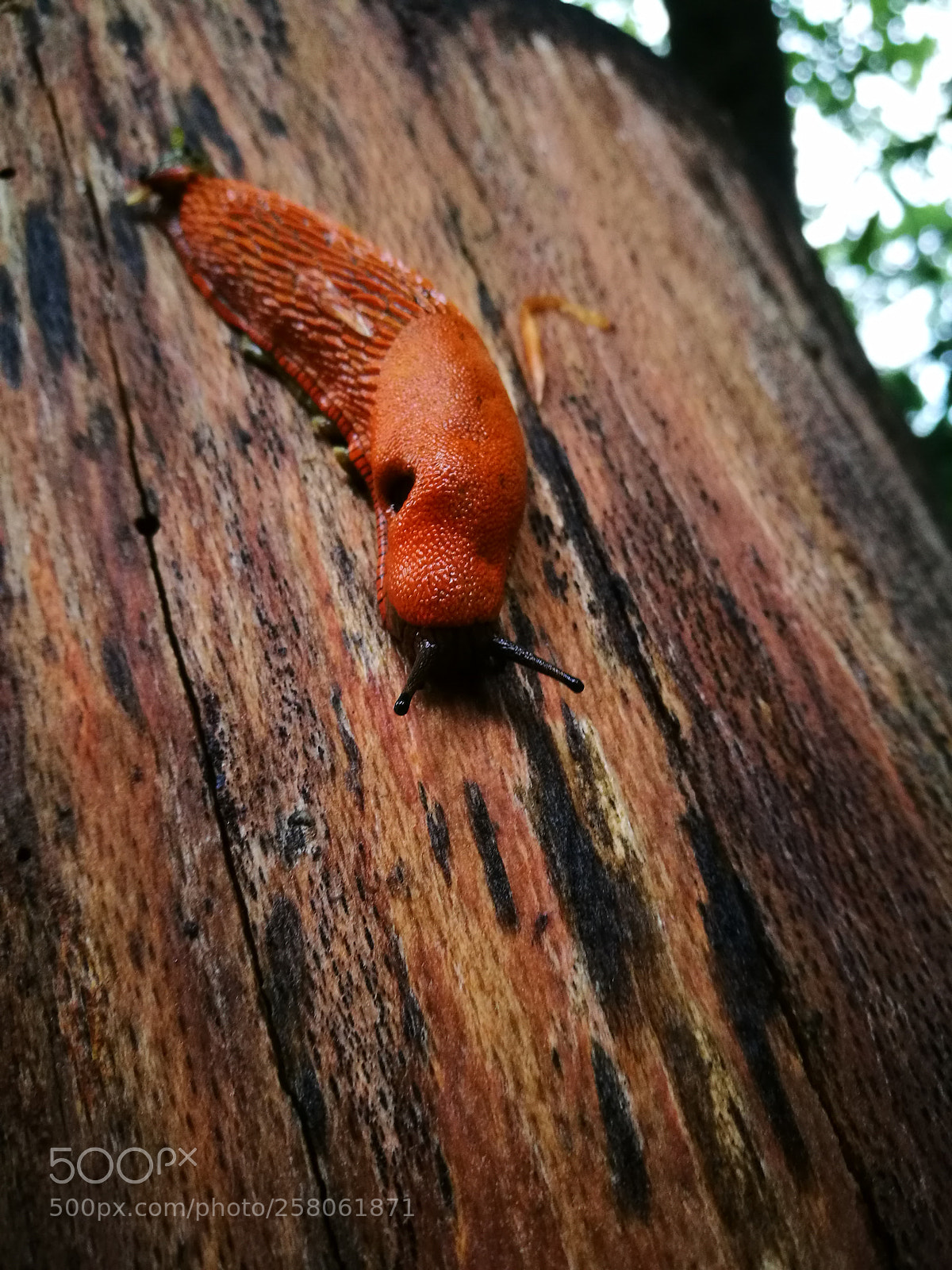 HUAWEI P9 sample photo. Snail on the tree photography