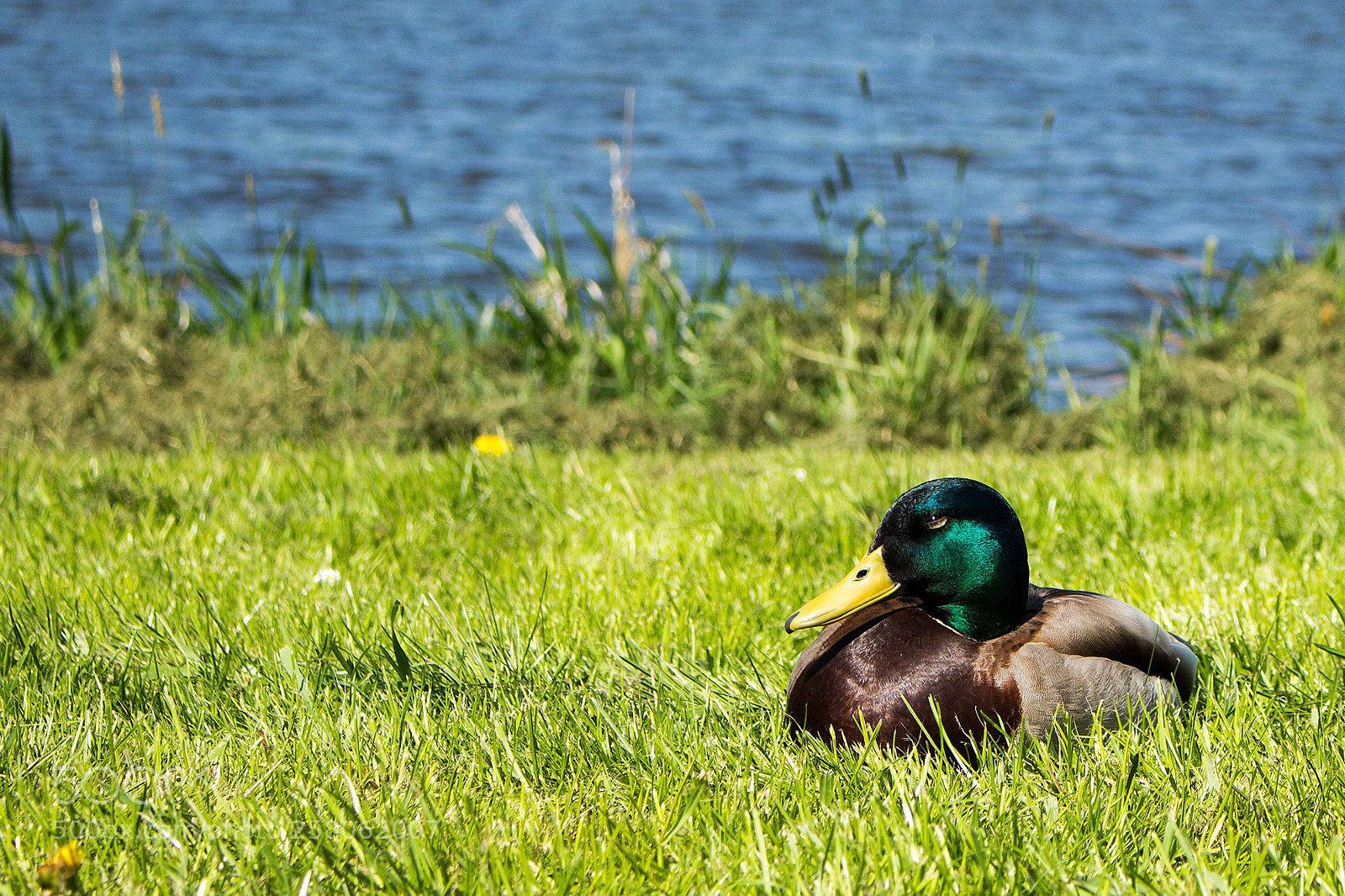 Canon EOS 700D (EOS Rebel T5i / EOS Kiss X7i) sample photo. Duck photography