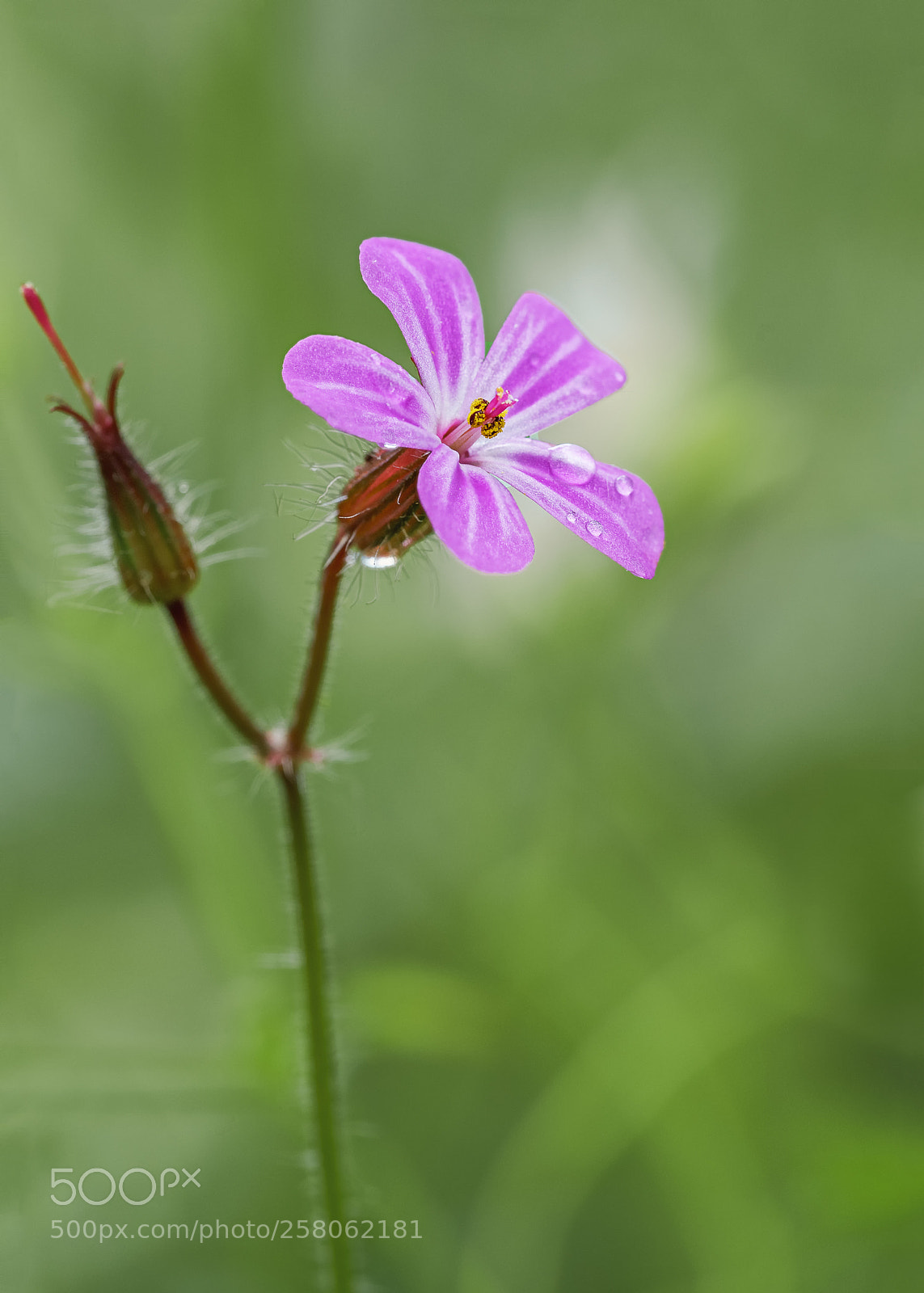 Sony a7 II sample photo. Herb-robert photography