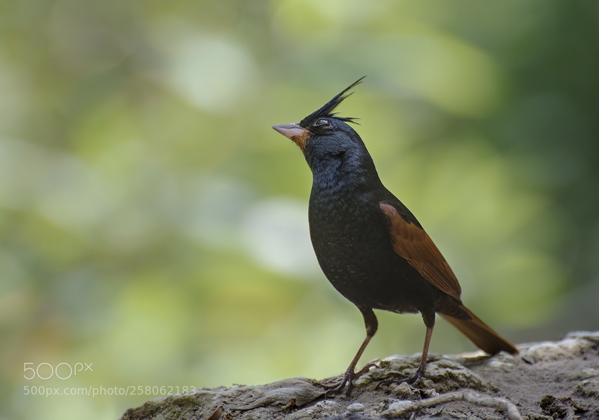 Nikon D7200 sample photo. Crested bunting photography