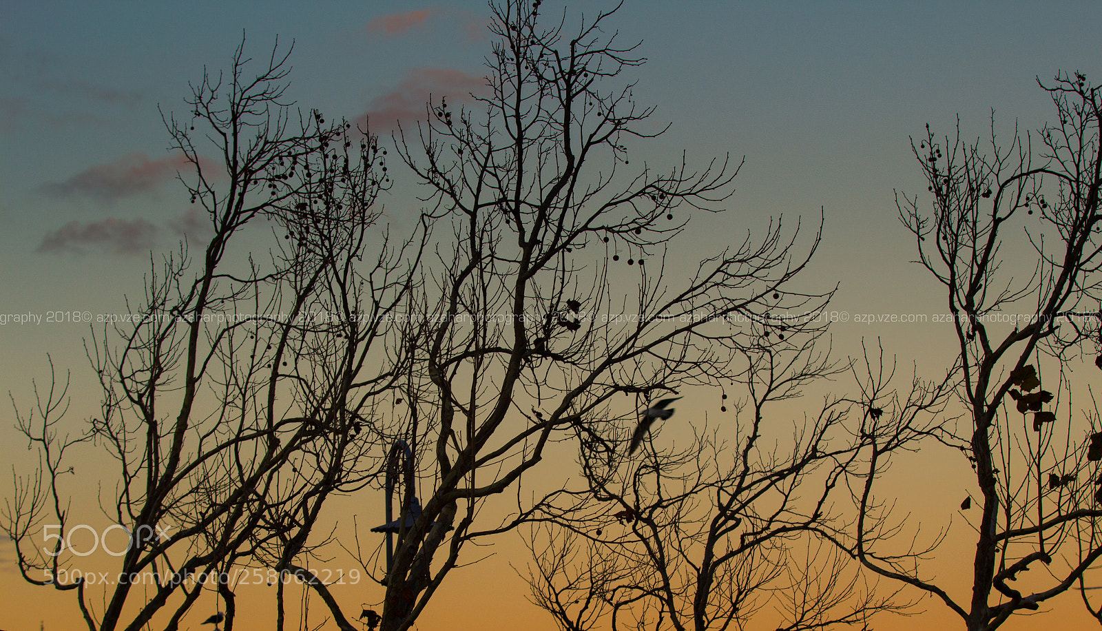 Canon EOS 100D (EOS Rebel SL1 / EOS Kiss X7) sample photo. Winter branch photography