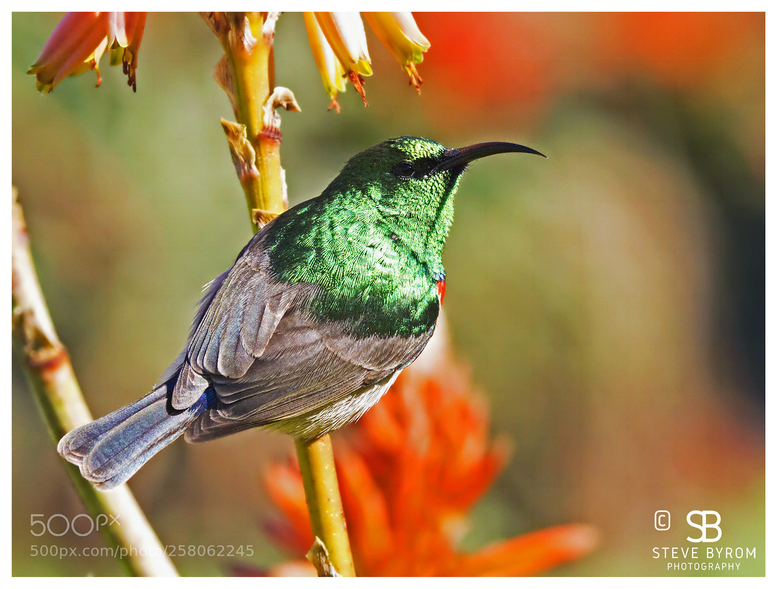 Sony SLT-A77 sample photo. Sunbird, kirstenbosch gardens photography