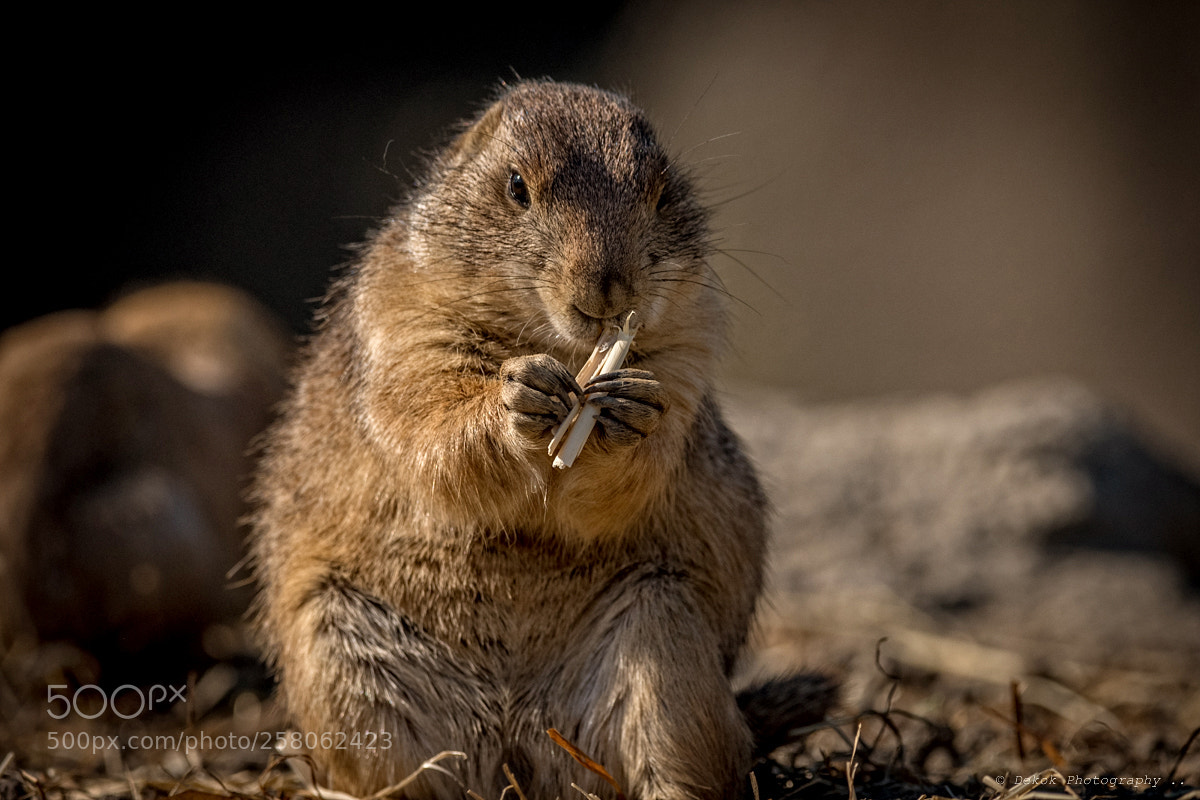 Nikon D500 sample photo. Black-tailed prairie dog .. photography