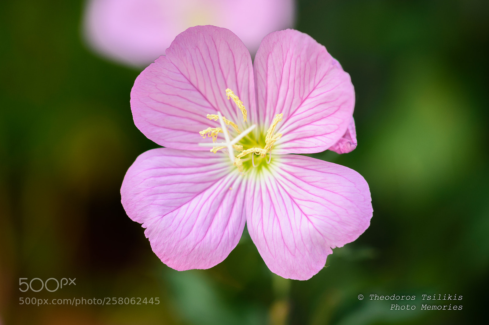 Nikon D7200 sample photo. Pink curves photography
