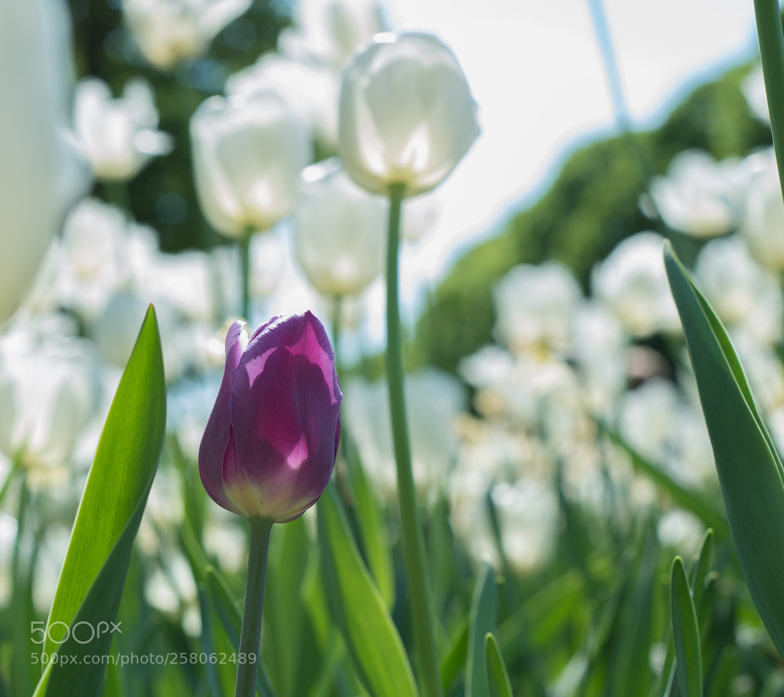 Nikon D610 sample photo. Nonconformism photography