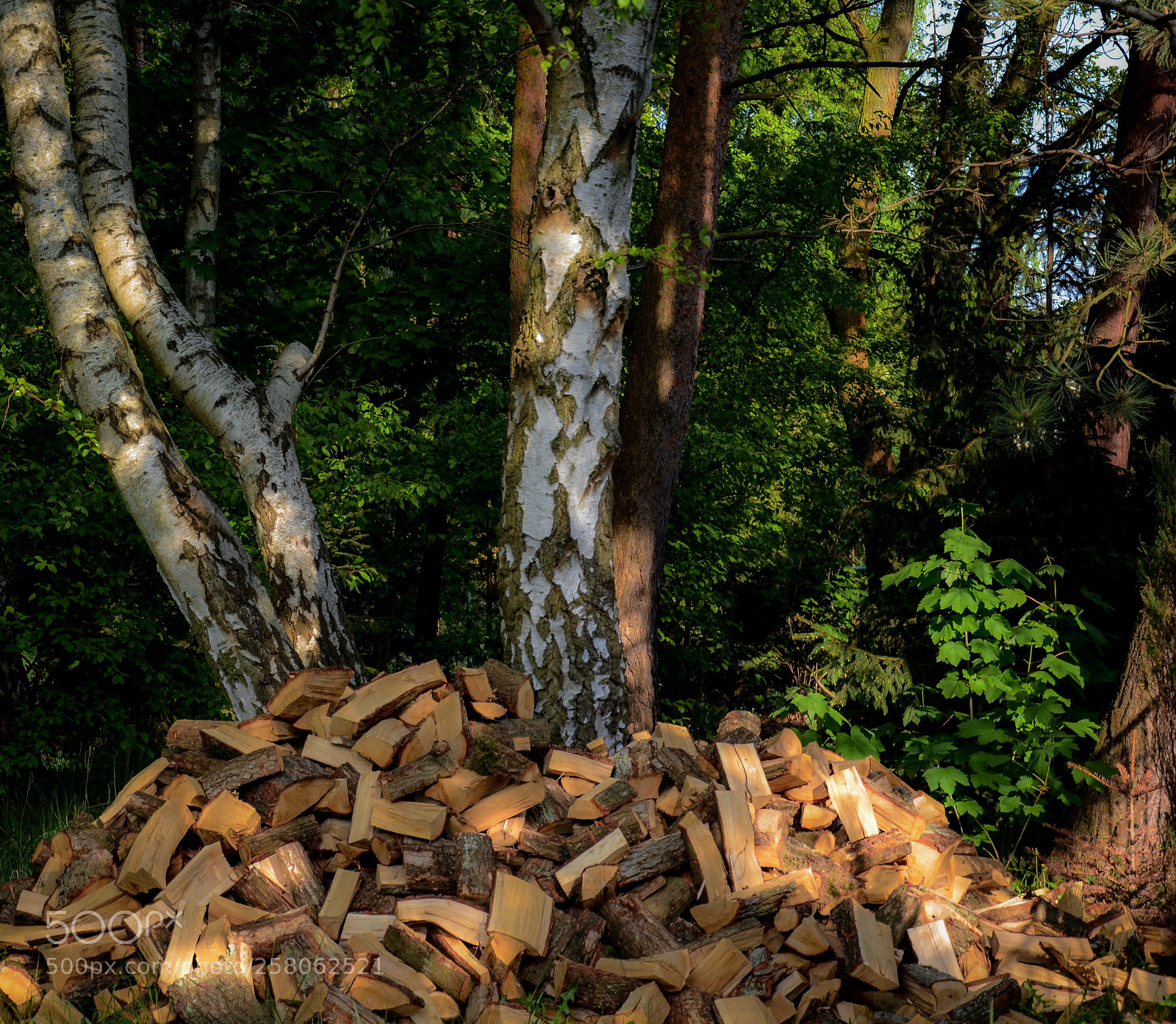 Nikon D7000 sample photo. Wood photography