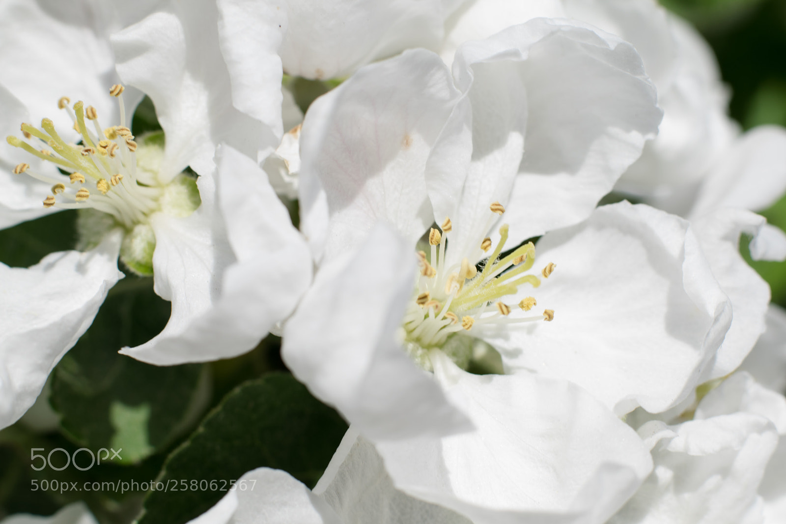 Nikon D3300 sample photo. Marco of apple blossom photography