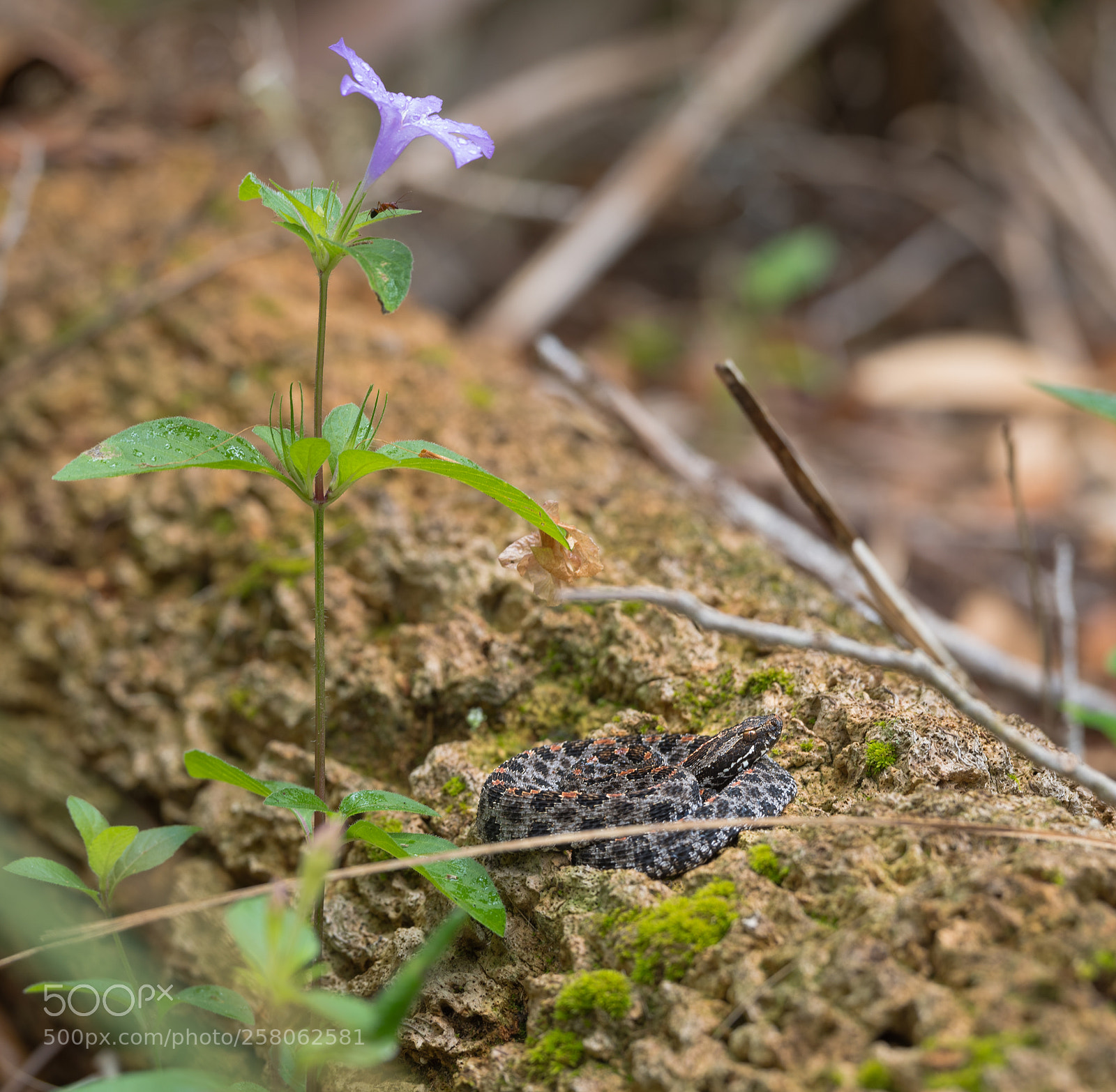 Pentax K-1 sample photo. Pygmy at home photography