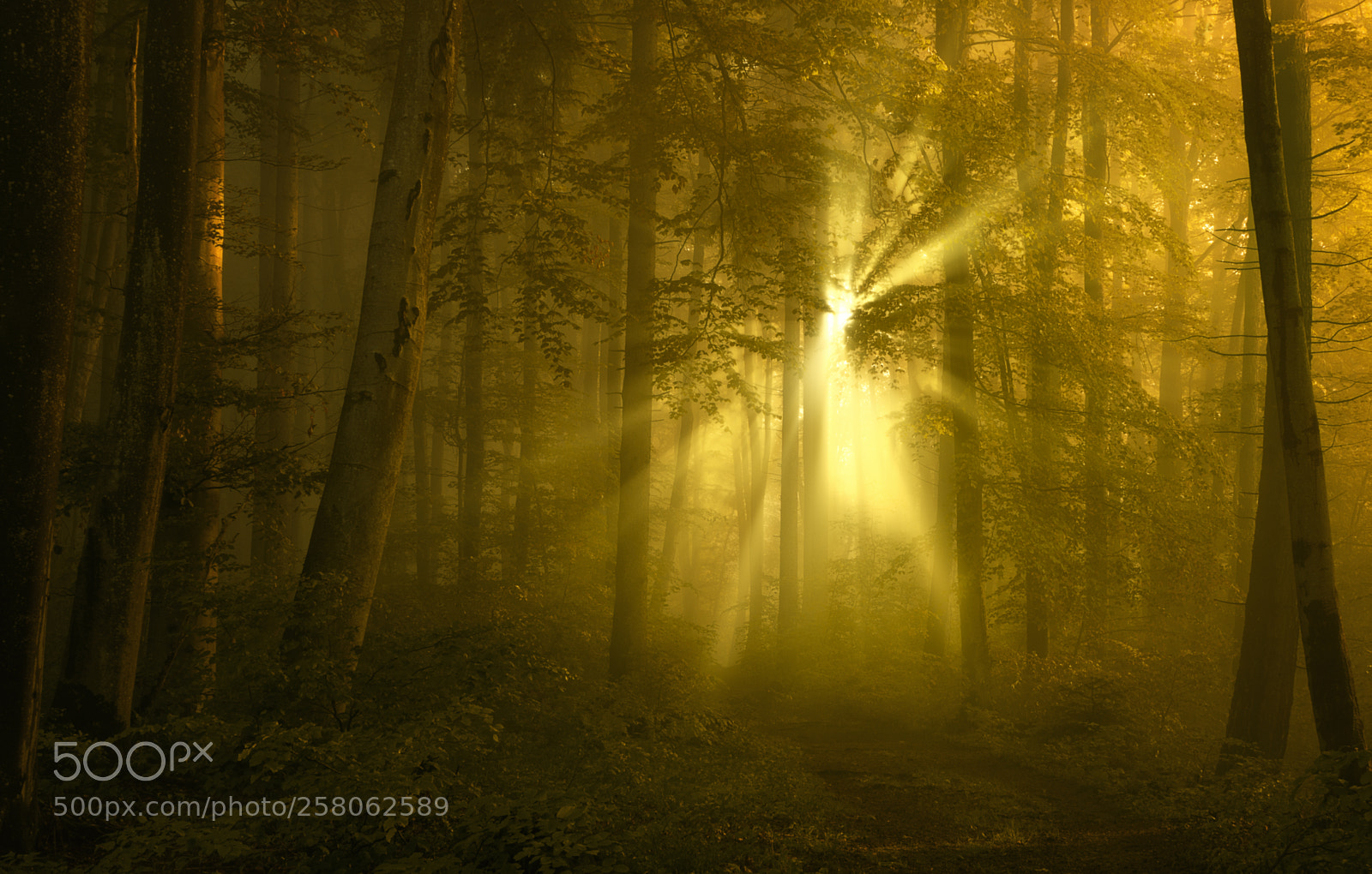 Sony SLT-A77 sample photo. Golden morning ii photography