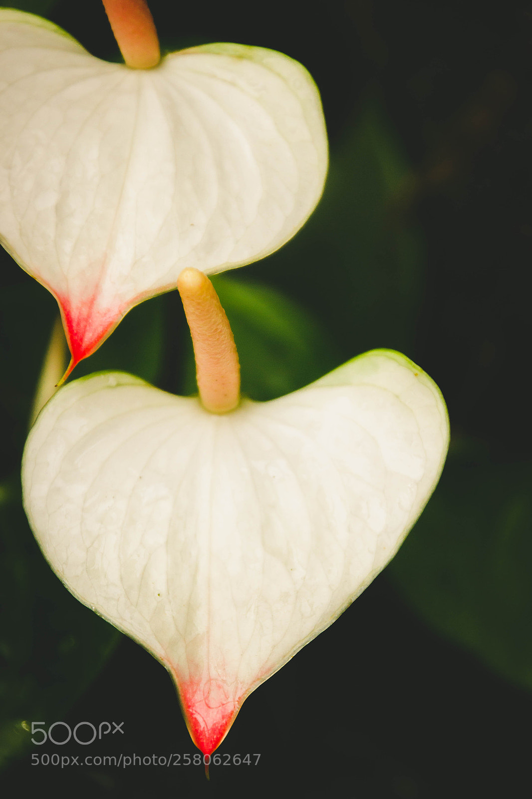 Canon EOS 550D (EOS Rebel T2i / EOS Kiss X4) sample photo. Flower heart photography