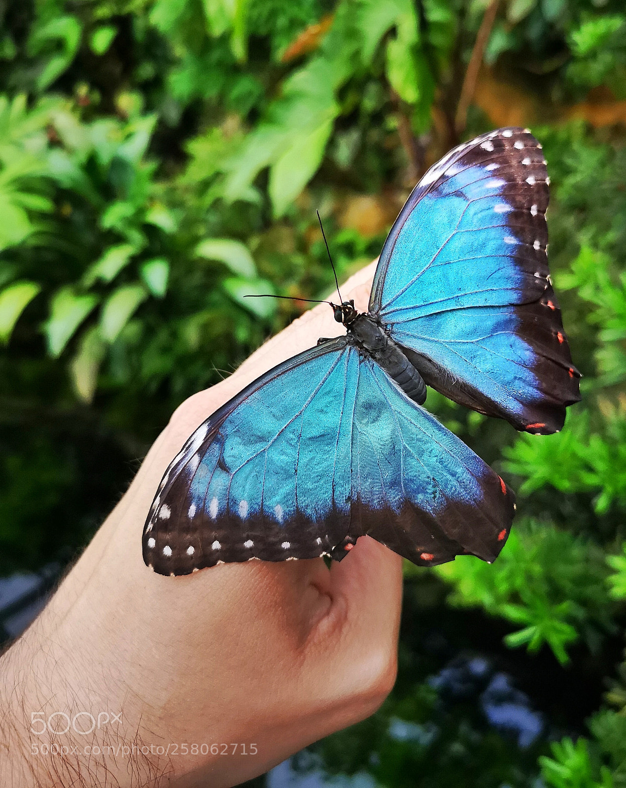 HUAWEI CLT-L29 sample photo. Butterfly photography