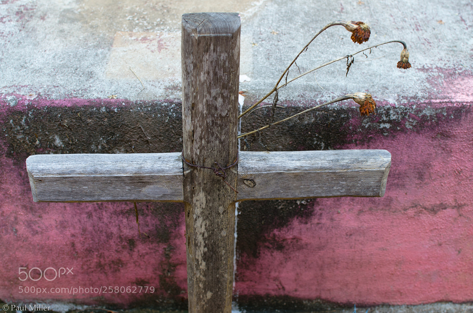 Nikon D7000 sample photo. Dead flowers photography