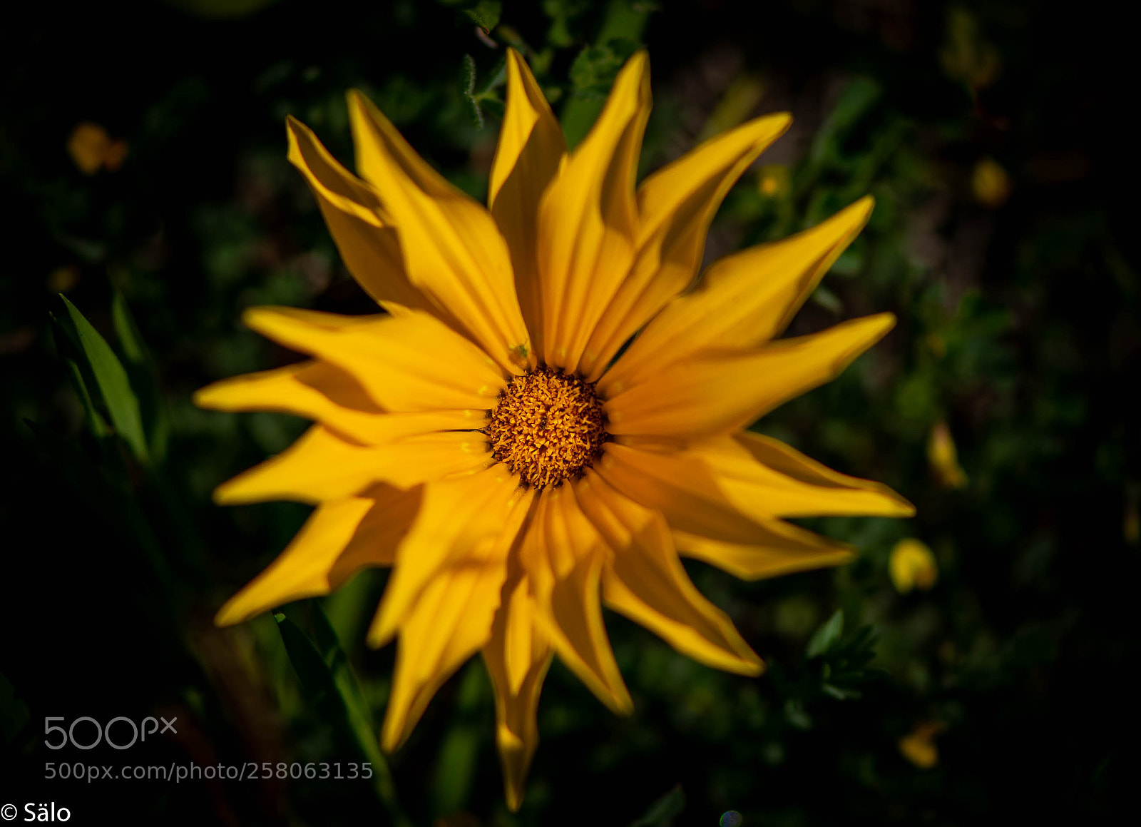 Nikon D5500 sample photo. Yellow photography