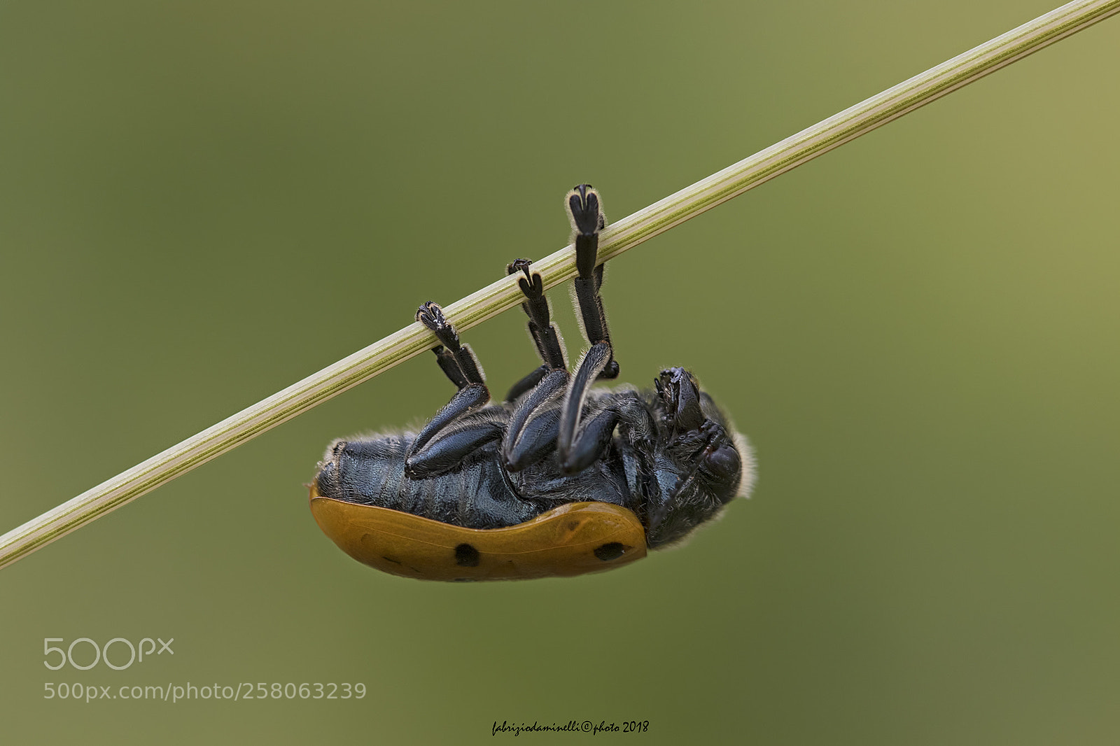 Canon EOS 7D Mark II sample photo. Lachnaia italica photography