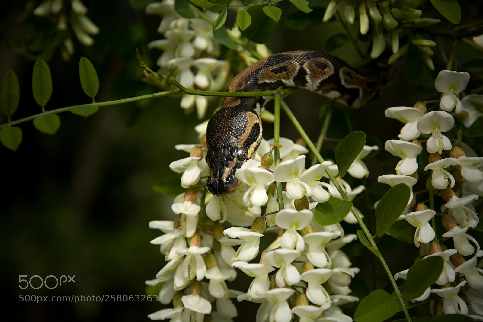 Nikon D7100 sample photo. Royal python photography