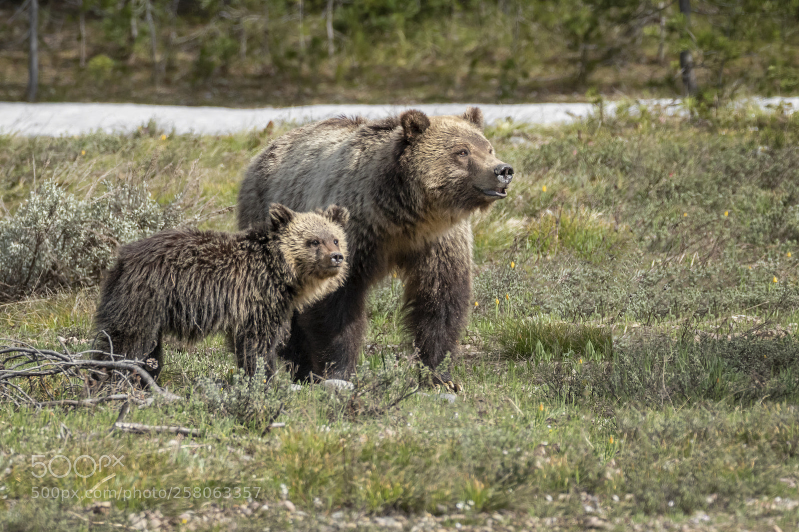 Canon EOS 7D Mark II sample photo. Grizzly sow and cub photography