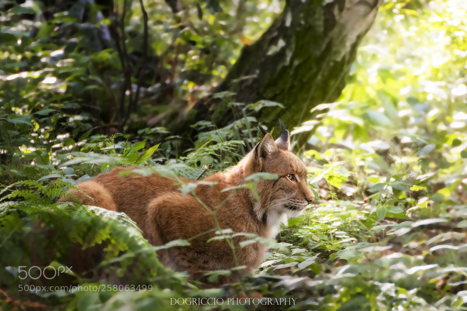 Canon EOS 1300D (EOS Rebel T6 / EOS Kiss X80) sample photo. Eurasian lynx photography