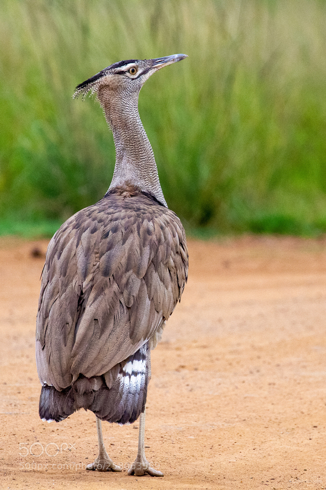 Canon EOS 7D sample photo. Kori bustard photography