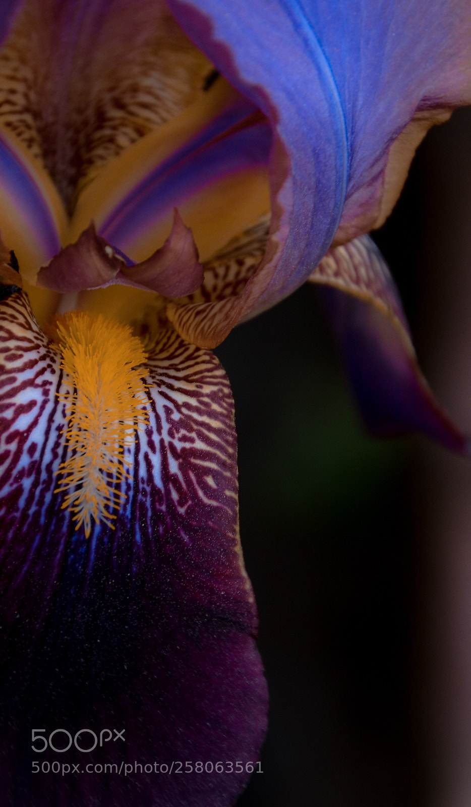 Nikon D7000 sample photo. Iris photography
