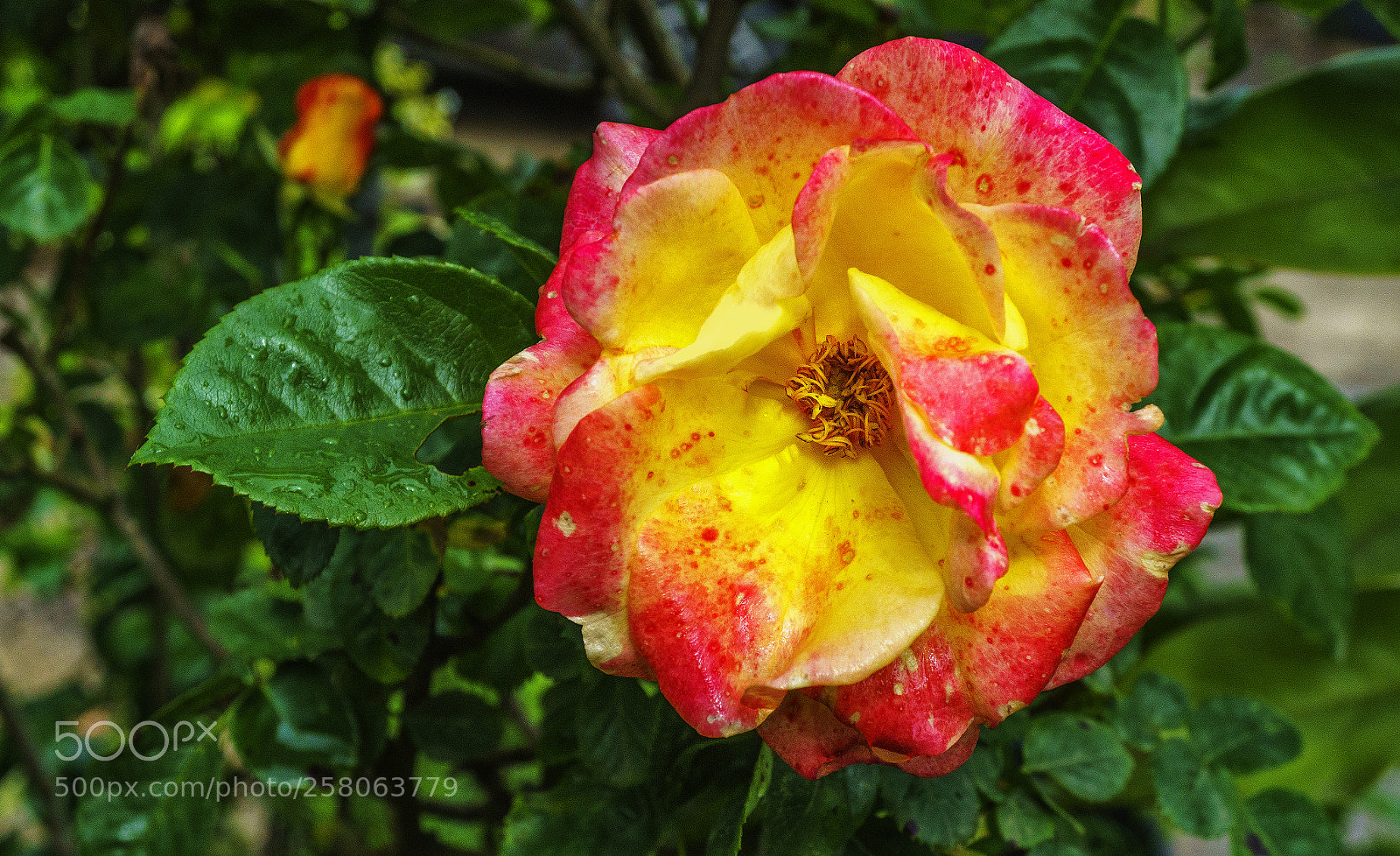 Sony a6300 sample photo. The beauty of colors .. photography