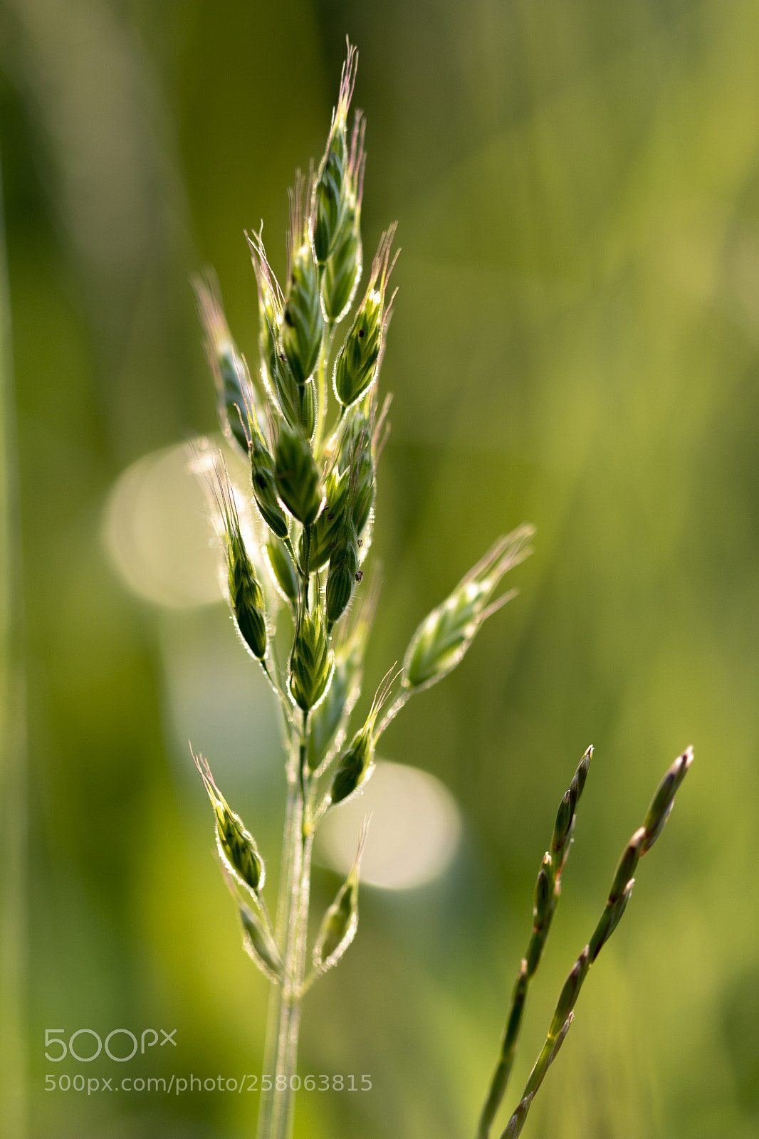 Canon EOS 70D sample photo. Grass photography