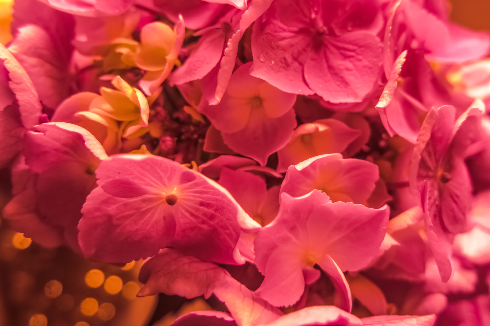 Samsung NX500 sample photo. Roseate light photography