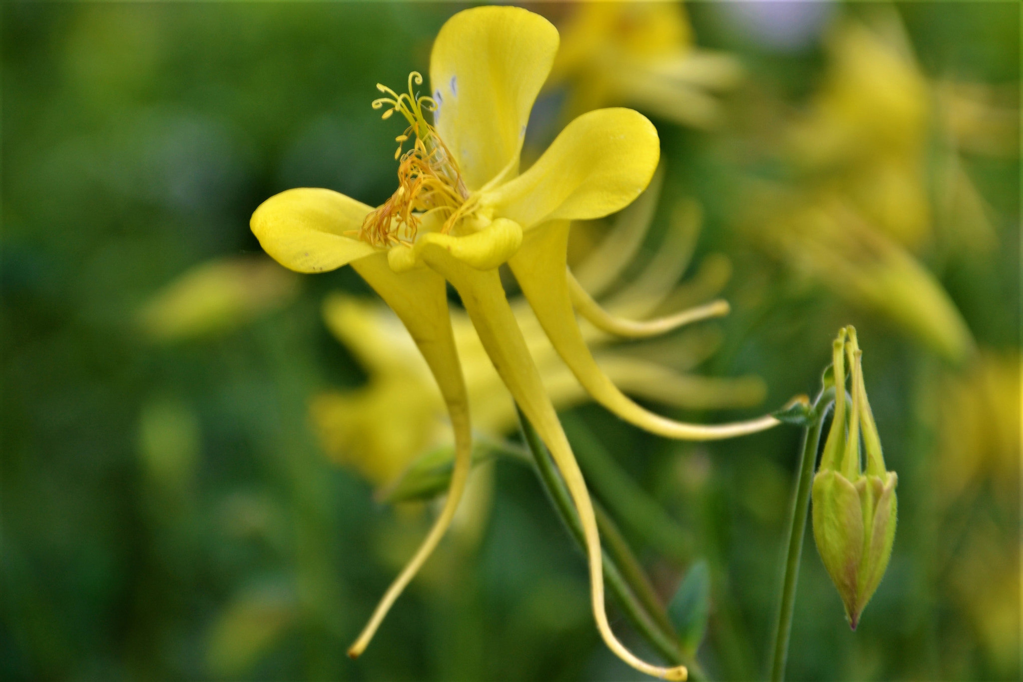 Nikon D3100 sample photo. Mysterious yellow flower photography