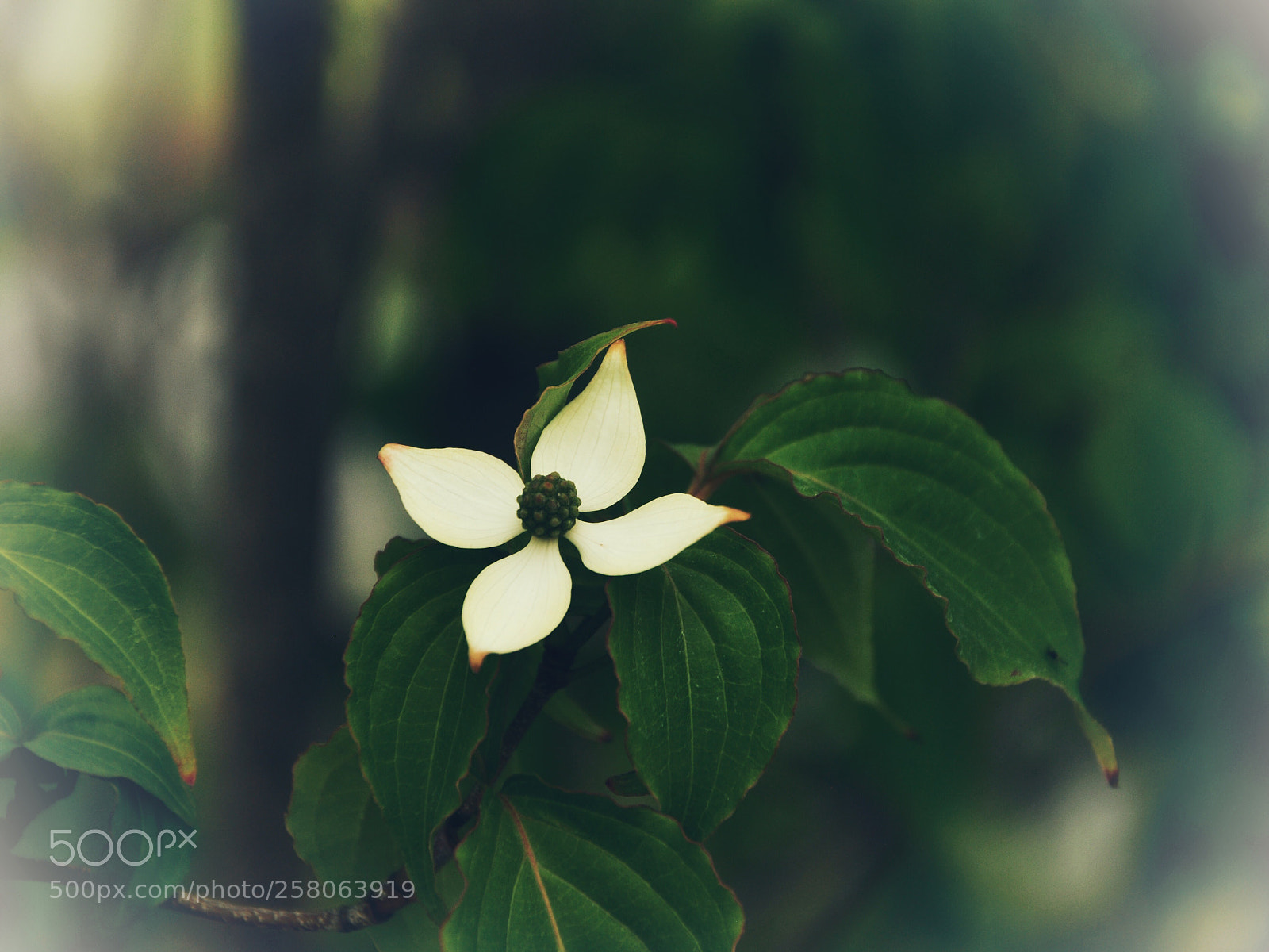 Nikon D90 sample photo. The one photography
