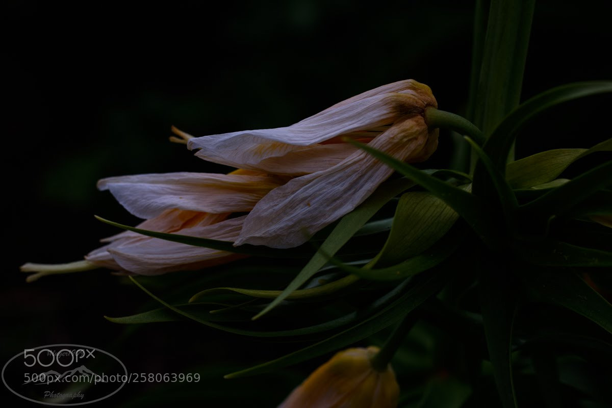 Canon EOS 1300D (EOS Rebel T6 / EOS Kiss X80) sample photo. Blumen portrait photography