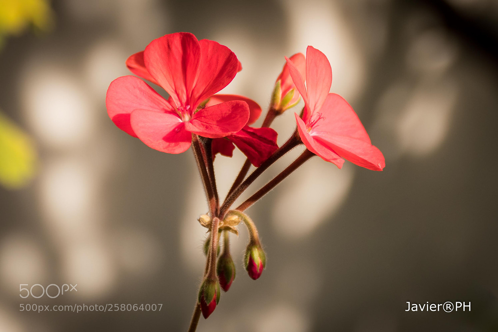 Nikon D7500 sample photo. Red malvon photography
