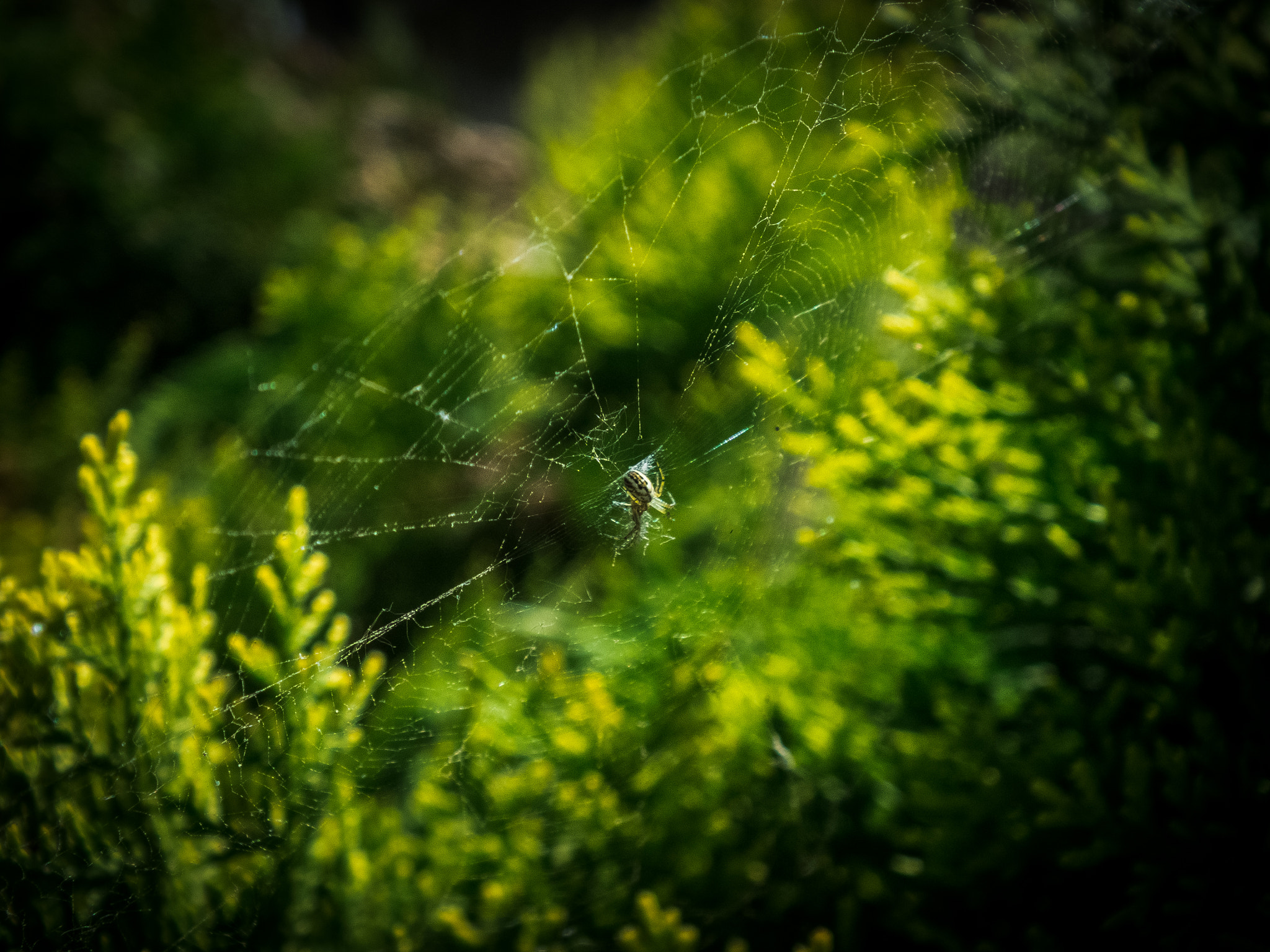 Fujifilm FinePix HS35EXR sample photo. Little spider photography