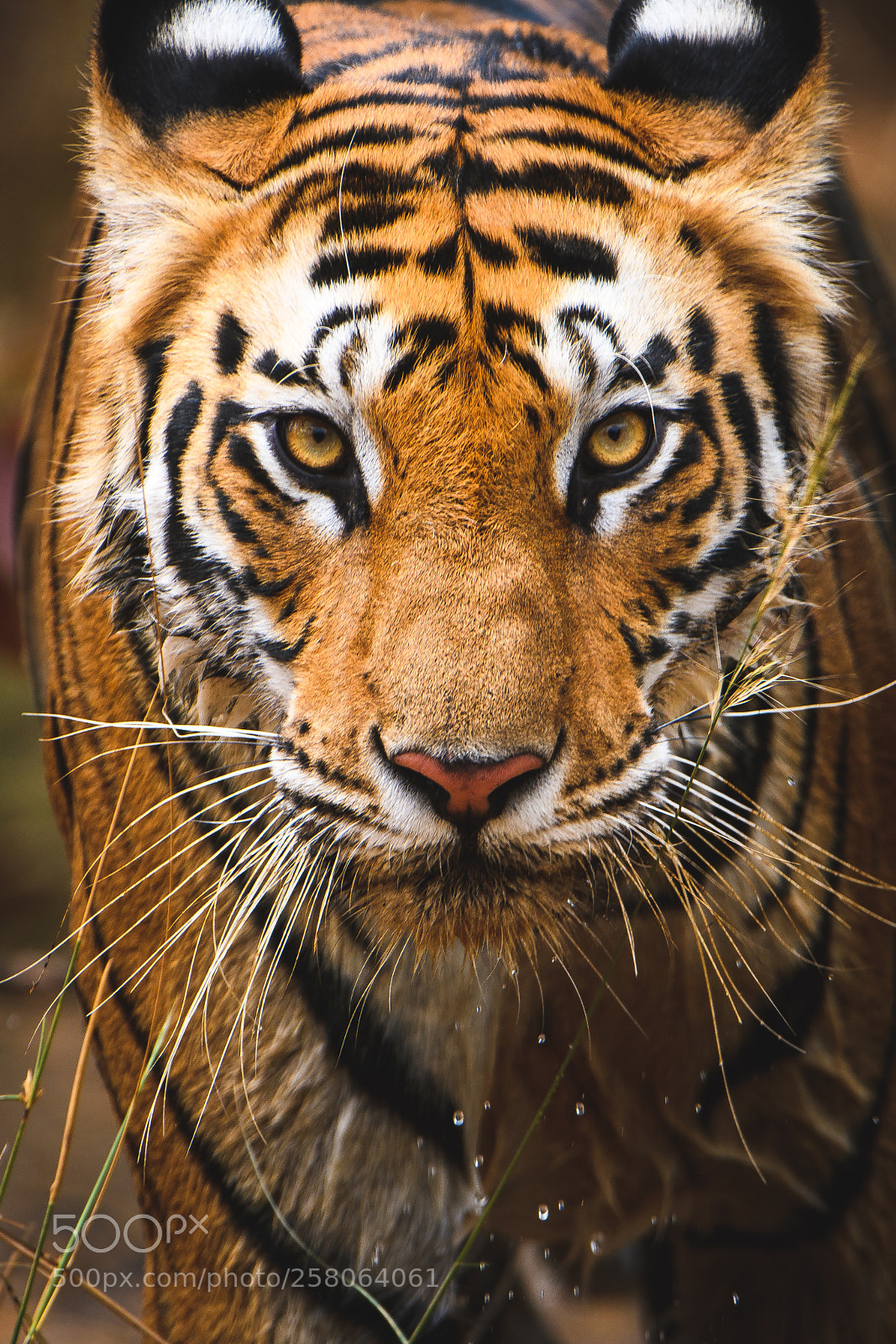 Nikon D500 sample photo. Seeing eye to eye photography