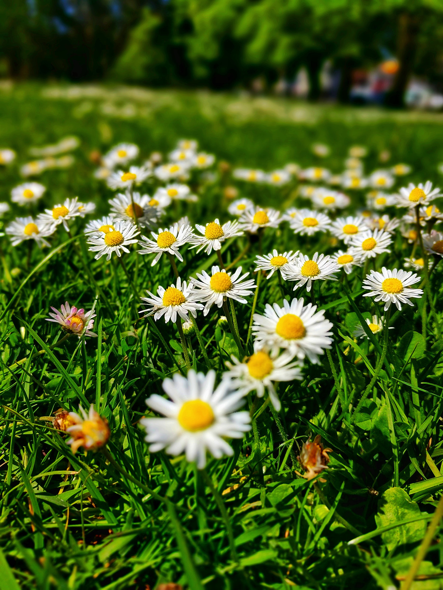 Google Pixel XL sample photo. Flora ix photography