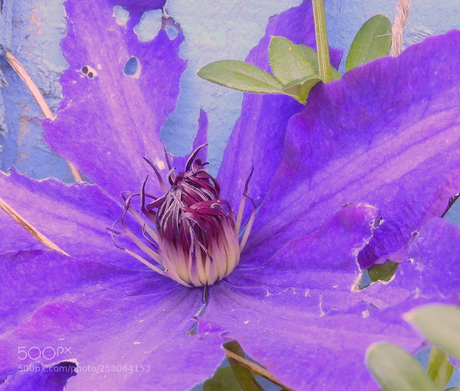 Nikon Coolpix B700 sample photo. Flower heart photography