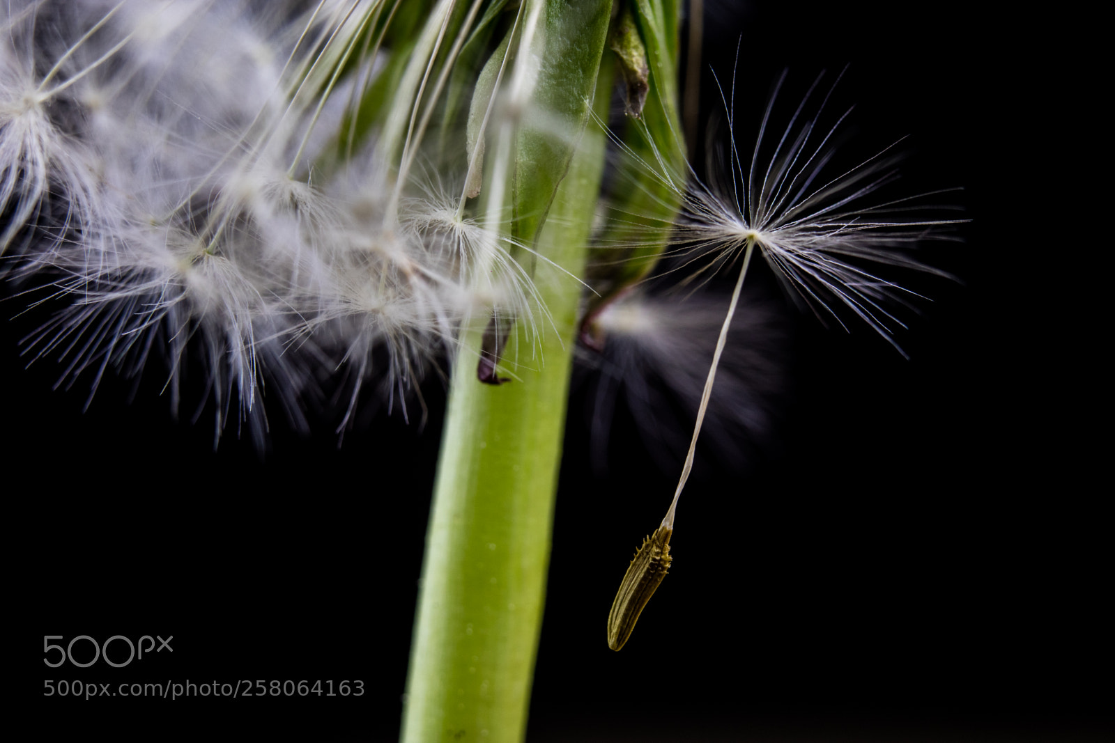 Canon EOS M3 sample photo. Dandelion photography
