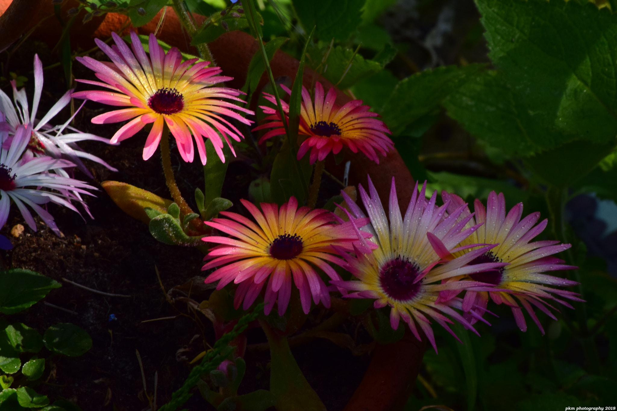 Nikon D3300 sample photo. Mesembryanthemums photography