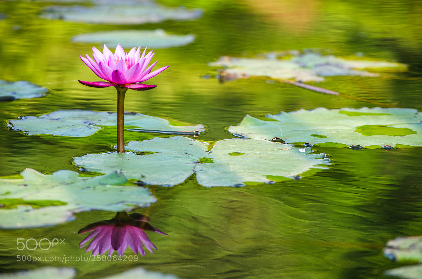 Nikon D7000 sample photo. Untitled photography