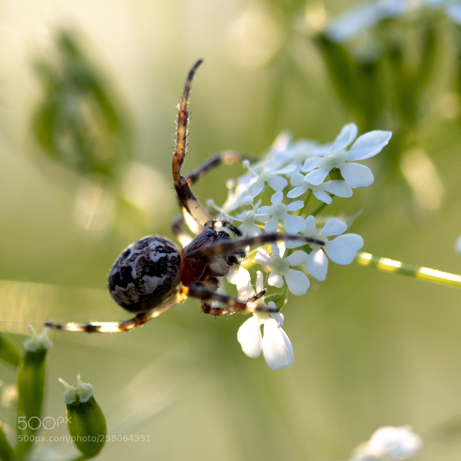 Canon EOS 70D sample photo. Spider photography