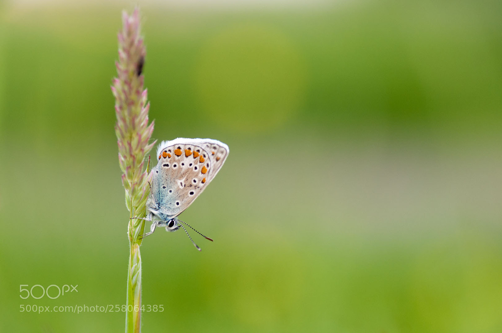 Nikon D300S sample photo. First common blue 2018 photography