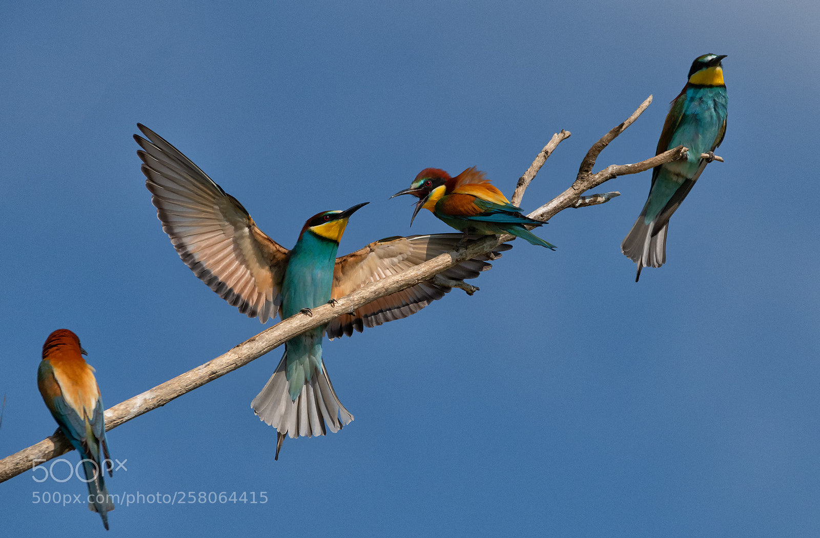Nikon D850 sample photo. Bee eater photography